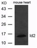 Western blot analysis of extract from mouse heart tissue using Id2 Antibody.