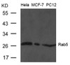 Western blot analysis of extract from HeLa, MCF and PC12 cells using Rab5 Antibody.