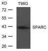 Western blot analysis of extract from T98G cells using SPARC Antibody.