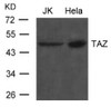 Western blot analysis of extract from JK and HeLa cells using TAZ Antibody.