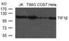 Western blot analysis of extract from JK, T98G, COS7 and HeLa cells using TIF1&#946; Antibody.