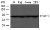 Western blot analysis of extract from JK, Raji, HeLa and 293 cells using FOXP1 Antibody.