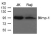 Western blot analysis of lysed extracts from JK and Raji cells using Blimp-1 Antibody.