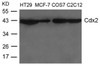 Western blot analysis of lysed extracts from HT-29, MCF-7, COS-7 and C2C12 cells using Cdx2 Antibody.