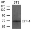 Western blot analysis of lysed extracts from 3T3 cells using E2F-1 Antibody .