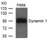 Western blot analysis of lysed extracts from HeLa cells using Dynamin 1 Antibody #21653.