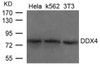 Western blot analysis of lysed extracts from HeLa, K562 and 3T3 cells using DDX4 Antibody.