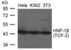 Western blot analysis of lysed extracts from HeLa, K562 and 3T3 cells using HNF-1beta (TCF-2) Antibody .