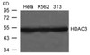 Western blot analysis of lysed extracts from HeLa, K562 and 3T3 cells using HDAC3 Antibody.