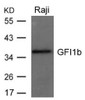 Western blot analysis of lysed extracts from Raji cells using GFI1b Antibody.
