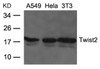 Western blot analysis of lysed extracts from A549, HeLa and 3T3 cells using Twist2 Antibody.