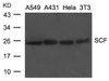 Western blot analysis of lysed extracts from A549, A431, HeLa and 3T3 cells using SCF Antibody.