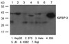 Western blot analysis of lysed extracts from various cells using IGFBP-3 Antibody.