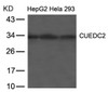 Western blot analysis of lysed extracts from HepG2, HeLa and 293 cells using CUEDC2 Antibody.