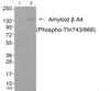 Western blot analysis of extracts from cos-7 cells (Lane 2) , using Amyloid beta A4 (Phospho-Thr743/668) Antibody. The lane on the left is treated with antigen-specific peptide.