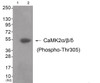 Western blot analysis of extracts from 3T3 cells (Lane 2) , using CaMK2alpha/beta/delta (Phospho-Thr305) Antibody. The lane on the left is treated with antigen-specific peptide.