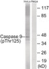 Western blot analysis of extracts from HeLa cells treated with TNF using Caspase 9 (Phospho-Thr125) Antibody. The lane on the right is treated with the antigen-specific peptide.