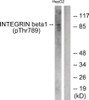 Western blot analysis of extracts from HepG2 cells treated with Ca2+ using Integrin beta1 (Phospho-Thr789) Antibody. The lane on the right is treated with the antigen-specific peptide.