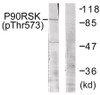 Western blot analysis of extracts from 293 cells treated with UV using p90 RSK (Phospho-Thr573) Antibody. The lane on the right is treated with the antigen-specific peptide.