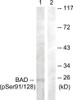 Western blot analysis of extracts from COS7 cells treated with TNF-a using BAD (Phospho-Ser91/128) Antibody. The lane on the right is treated with the antigen-specific peptide.