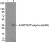 Western blot analysis of extracts from JK cells (Lane 2) , using hnRPD (Phospho-Ser83) Antibody. The lane on the left is treated with antigen-specific peptide.