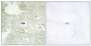 Immunohistochemical analysis of paraffin-embedded human brain tissue using TGF beta Receptor II (Phospho-Ser225/250) antibody (left) or the same antibody preincubated with blocking peptide (right) .