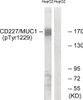 Western blot analysis of extracts from HepG2 cells treated with PMA using CD227/MUC1 (Phospho-Tyr1229) Antibody. The lane on the right is treated with the antigen-specific peptide.