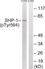 Western blot analysis of extracts from COS7 cells treated with EGF using SHP-1 (Phospho-Tyr564) Antibody. The lane on the right is treated with the antigen-specific peptide.