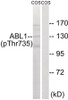 Western blot analysis of extracts from COS cells treated with EGF using ABL1 (Phospho-Thr735) Antibody. The lane on the right is treated with the antigen-specific peptide.