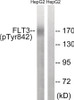 Western blot analysis of extracts from HepG2 cells treated with EGF using FLT3 (Phospho-Tyr842) ) Antibody. The lane on the right is treated with the antigen-specific peptide.