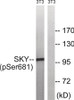 Western blot analysis of extracts from 3T3 cells treated with EGF using MER/SKY (Phospho-Tyr749/681) Antibody. The lane on the right is treated with the antigen-specific peptide.
