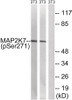 Western blot analysis of extracts from 3T3 cells treated with insulin using MAP2K7 (Phospho-Ser271) Antibody. The lane on the right is treated with the antigen-specific peptide.