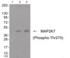 Western blot analysis of extracts from cos-7 cells (Lane 2) and 3T3 cells (Lane 3) , using MAP2K7 (Phospho-Thr275) Antibody. The lane on the left is treated with antigen-specific peptide.