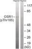 Western blot analysis of extracts from HepG2 cells treated with serum using OSR1 (Phospho-Thr185) Antibody. The lane on the right is treated with the antigen-specific peptide.