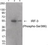 Western blot analysis of extracts from 293 cells (Lane 2) and colo cells (Lane 3) , using IRF-3 (Phospho-Ser386) Antibody. The lane on the left is treated with antigen-specific peptide.