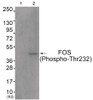 Western blot analysis of extracts from COS7 cells (Lane 2) , using FOS (Phospho-Thr232) Antibody. The lane on the left is treated with antigen-specific peptide.