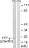 Western blot analysis of extracts from K562 cells treated with forskolin using HP1γ (Phospho-Ser93) Antibody. The lane on the right is treated with the antigen-specific peptide.