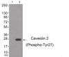 Western blot analysis of extracts from cos-7 cells (Lane 2) , using Caveolin 2 (Phospho-Tyr27) Antibody. The lane on the left is treated with antigen-specific peptide.