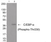 Western blot analysis of extracts from cos-7 cells (Lane 2) , using C/EBP-alpha (Phospho-Thr230) Antibody. The lane on the left is treated with antigen-specific peptide.