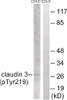 Western blot analysis of extracts from COLO cells treated with EGF using Claudin 3 (Phospho-Tyr219) Antibody. The lane on the right is treated with the antigen-specific peptide.
