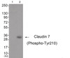 Western blot analysis of extracts from 3T3 cells (Lane 2) , using Claudin 7 (Phospho-Tyr210) Antibody. The lane on the left is treated with antigen-specific peptide.