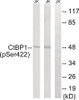 Western blot analysis of extracts from Jurkat cells treated with TNF using CtBP1 (Phospho-Ser422) Antibody. The lane on the right is treated with the antigen-specific peptide.