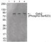 Western blot analysis of extracts from 293 cells (Lane 2) , HeLa cells (Lane 3) and HepG2 cells (Lane 4) , using Gab2 (Phospho-Ser623) Antibody. The lane on the left is treated with antigen-specific peptide.