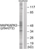 Western blot analysis of extracts from RAW264.7 cells treated with UV using MAPKAPK2 (Phospho-Ser272) Antibody. The lane on the right is treated with the antigen-specific peptide.
