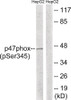 Western blot analysis of extracts from HepG2 cells treated with TNF using p47 phox (Phospho-Ser345) Antibody. The lane on the right is treated with the antigen-specific peptide.