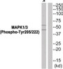 Western blot analysis of extracts from JK cells using MAPK1/3 (Phospho-Tyr205/222) Antibody. The lane on the right is treated with the antigen-specific peptide.