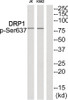 Western blot analysis of extracts from JK cells and K562 cells using DRP1 (Phospho-Ser637) Antibody. The lane on the right is treated with the antigen-specific peptide.