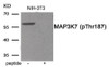 Western blot analysis of extracts from NIH-3T3 tissue using MAP3K7 (Phospho-Thr187) Antibody. The lane on the right is treated with the antigen-specific peptide.