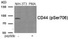 Western blot analysis of extracts from NIH-3T3 cells treated with PMA using Phospho-CD44 (Ser706) Antibody. The lane on the right is treated with the antigen-specific peptide.