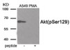 Western blot analysis of extracts from A549 cells treated with PMA using Phospho-Akt (Ser129) Antibody. The lane on the right is treated with the antigen-specific peptide.